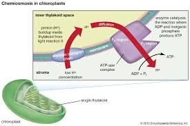 Maybe you would like to learn more about one of these? Chloroplast Definition Function Structure Location Diagram Britannica