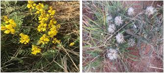 Image result for Senna italica