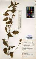 Image result for Acalypha lanceolata