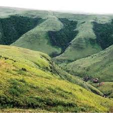 Image result for Helixanthera verruculosa