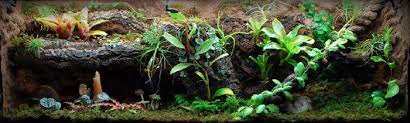 New England Herpetoculture Llc Vivarium Construction 101 Vivarium Reptiles And Amphibians Salamander