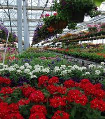 Annuals Annual Plants Garden Center Perennials