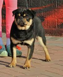 Black And Tan Pug Black And Tan Pug Love Pugs Animals