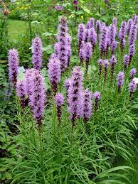 Looking For Some Good Tall Spiky Flowers Tall Perennial Flowers Perennials Flowers Perennials