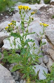 Image result for Senecio ruwenzoriensis