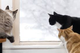 Birds For Cats To Watch Bird Hunting Three Cats Watch The Birds Outside On A Snowy Day Affiliate Cats Hunting Bird Watch Day Ad Bird Hunting Fish Cat Toy Cats