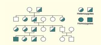 dominant inheritance genetics generation