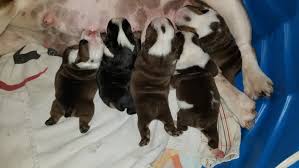 From classic dog names like benji to trendy names like loki, here's 500 popular male dog names. 8 Cie S3e5mdpm