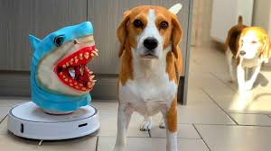 Dogs Vs Robot Shark Prank Funny Dogs Louie And Marie Beagle Planet Funny Dog Fails Funny Friend Memes Funny Work Jokes