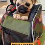 Convertible pet backpack for outdoor excursions from www.roverlund.com