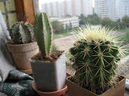 You are at:home » cultivation » repotting » how to repot a cactus. Water The Cacti Correctly Cactus How To Properly Water At Home Do I Need To Water The Cactus