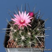 Image result for Tinnea eriocalyx