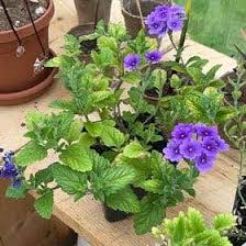 Image result for Verbena aristigera