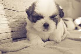 We did not find results for: Teddy Bear Dog Breeds You Must Know This First