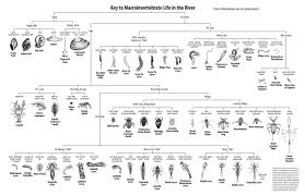 macroinvertebrate bioindicators beaver water district