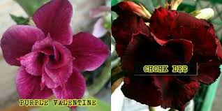 Check spelling or type a new query. Ummi Rose Market Nursery Lot 1429 Sungai Karang Darat Kedai Nursery Bunga 26100 Beserah Kuantan Pahang Kuantan 2021
