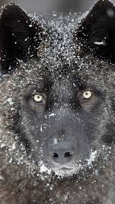 Wolf wallpaper for iphone is the best hd iphone wallpaper image in 2021. Best Wolf Iphone Hd Wallpapers Ilikewallpaper