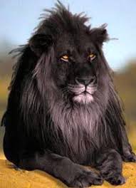 A Black Lion The Opposite Of Albinism Called Melanism A Recessive Trait Where The Skin And Fur Are All Black This Is Perh Animals Animals Wild Rare Animals