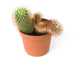 Yo todos menos la ceniza que es muy fuerte y puede cambiar el ph del suelo, unas pocas veces al año debe usarse la. Fungicidas Caseros Para Cactus Muy Efectivos Con Video