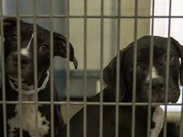 Maricopa County animal shelters, rescues struggle from overcapacity