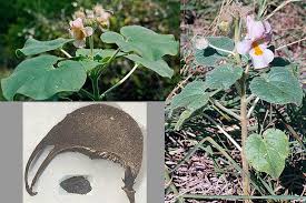Image result for Pedaliaceae