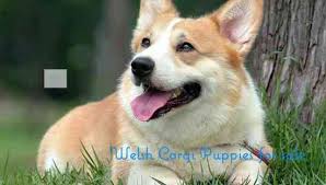 Home page of morning star pembroke welsh corgis, located in virginia beach, va. Affordable Welsh Corgi Puppies For Sale Danville Doplim 77309
