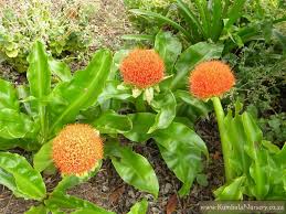 Image result for Scadoxus puniceus