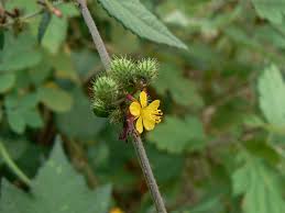 Image result for Triumfetta