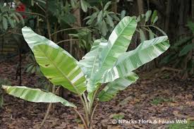 On may 6, 2010, jpinsacramento from sacramento, ca wrote: Musa Paradisiaca Ae Ae
