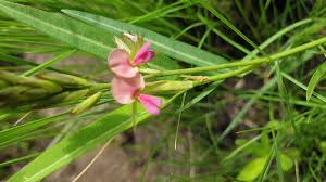 Image result for Alysicarpus