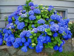 Pin On Plant Ideas