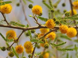 Image result for Acacia farnesiana