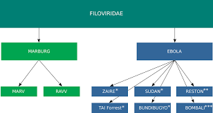 Image result for Filoviridae