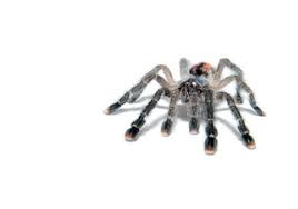 Enter your email address to receive alerts when we have new listings available for teddy bear pomeranian puppies for sale uk. Tarantulas For Sale Internet S Largest Selection