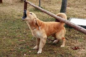 How to stop dog barking at people. Stop Dog Barking Dog Training Kathy Santo
