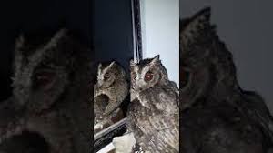 Suara kicauan burung endemik ini lebih sering terdengar saat masih muda. Suara Burung Hantu Celepuk Youtube