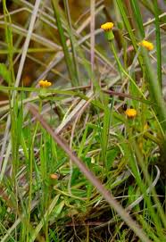 Image result for Crassocephalum uvens