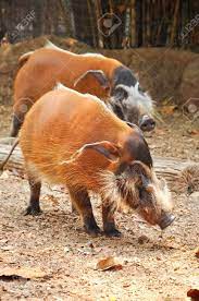 ブッシュ ブタとして知られている赤い川豚はアフリカに住んでいる豚です。の写真素材・画像素材 Image 21737432