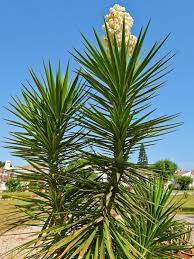 We did not find results for: Pruning Yucca Plants How To Prune A Yucca