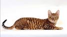 Toyger Cats For Sale | Urban Exotic Cats | Cat Breeders CA