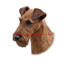 Image result for irský teriér