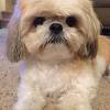However, free shih tzu dogs and puppies are a rarity as rescues usually charge a small adoption fee to cover their expenses (usually less than $200). 3