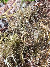 Image result for Andropogon canaliculatus
