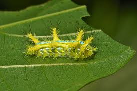 Black And Red Fuzzy Caterpillar Ontario Early Instar Stinging Nettle Cup Moth Caterpillar Perhaps Phlossa Sp Limacodidae Yellow Caboose Chameleon See