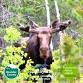 Tune into Nature: "Moose on the Loose"