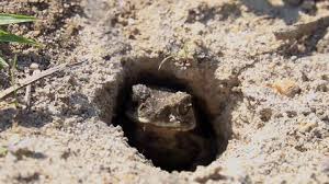 The trick is finding them. Frog Pelobates Fuscus Dig A Stock Footage Video 100 Royalty Free 2478710 Shutterstock