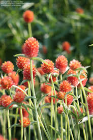 Pin On Bouquet Element