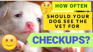 Dec 22, 2020 · because older dogs are more prone to diseases and health issues, we recommend that dogs in this age group see the vet approximately every six months. How Often Should I Take My Dog To The Vet How To Discuss