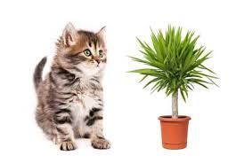 Maybe you would like to learn more about one of these? Is Yucca Safe For Cats What You Need To Know