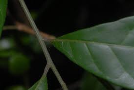 Image result for Pseudobersama